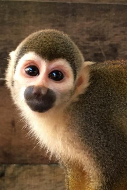 From Iquitos : 6 Day Amazon Jungle Tour - Key Points