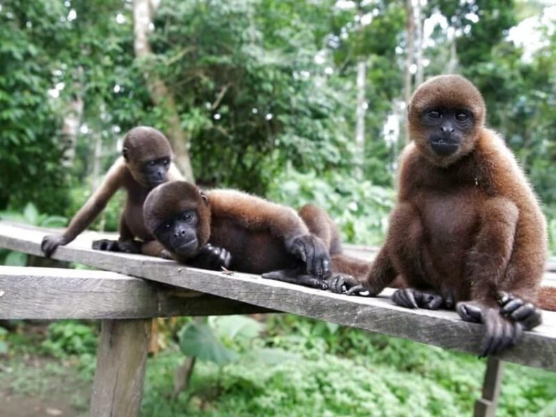 From Iquitos : 6 Day Amazon Jungle Tour - Daily Itinerary Highlights