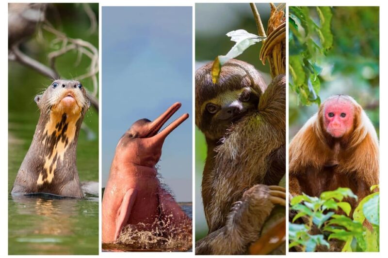 From Iquitos || Amazon Excursion 3 Days 2 Nights || - Day 3 Itinerary