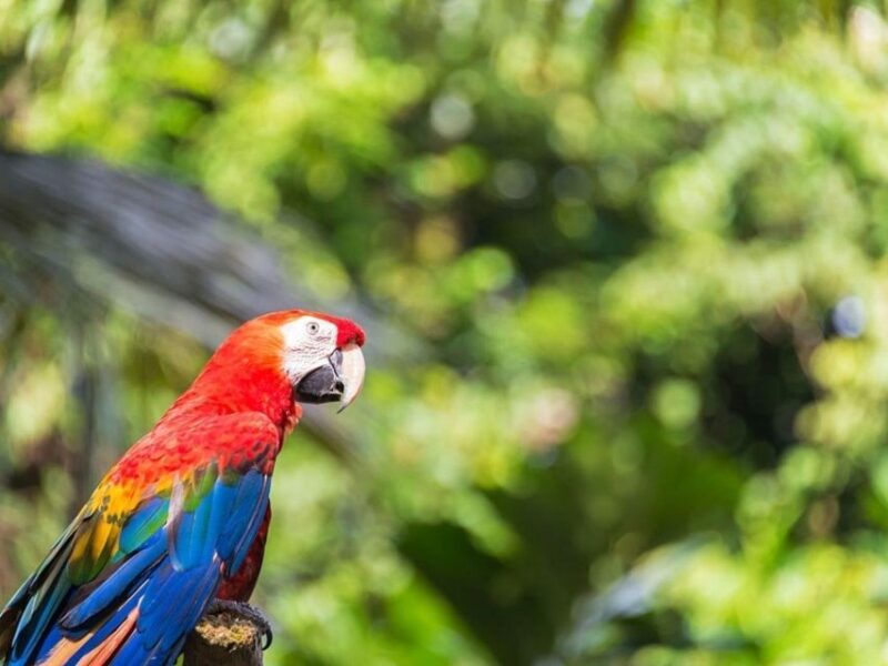 From Iquitos: Amazonas 2 Days 1 Night - Included Services