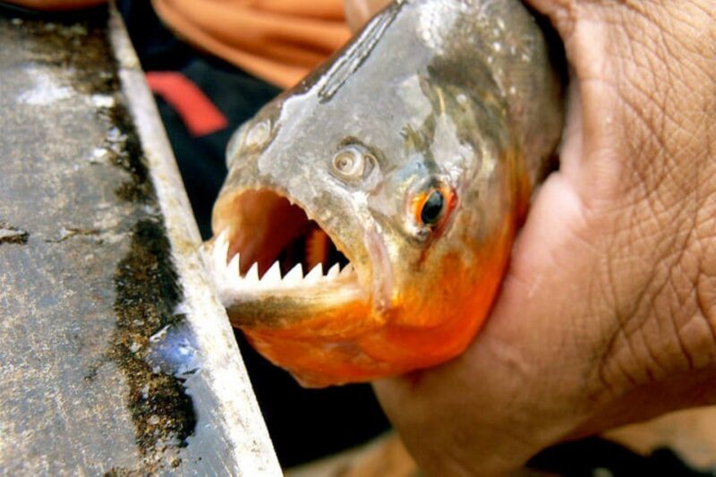 From Iquitos Amazonas 3 Days 2 Nights - River Navigation and Wildlife Observation