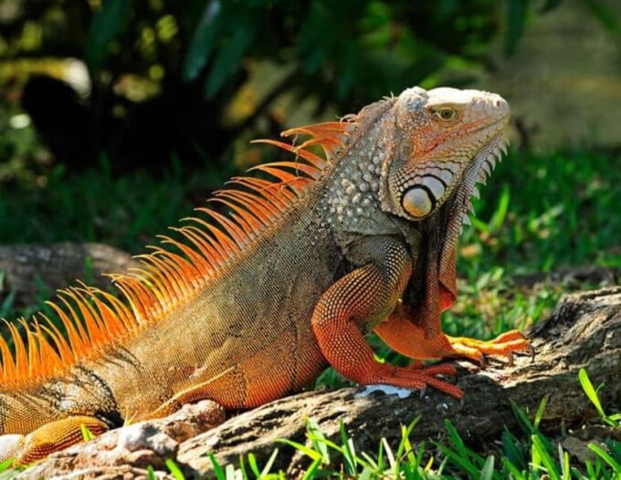 From Iquitos Amazonas 3 Days 2 Nights - Sunrise and Jungle Excursions