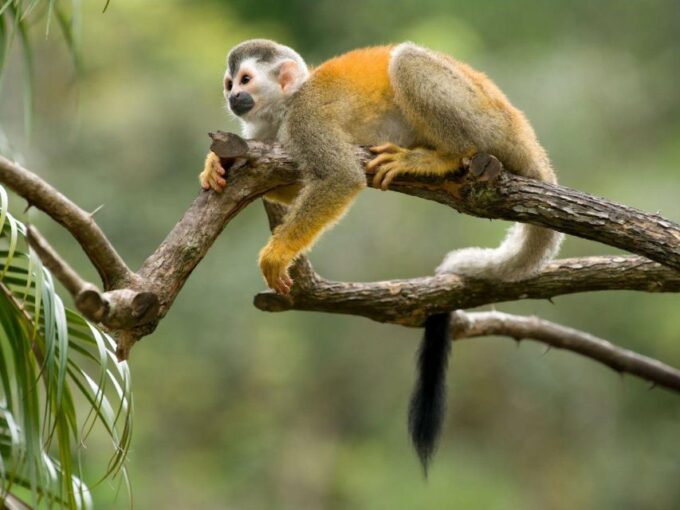 From Iquitos: Amazonas 4 Days 3 Nights - Additional Information