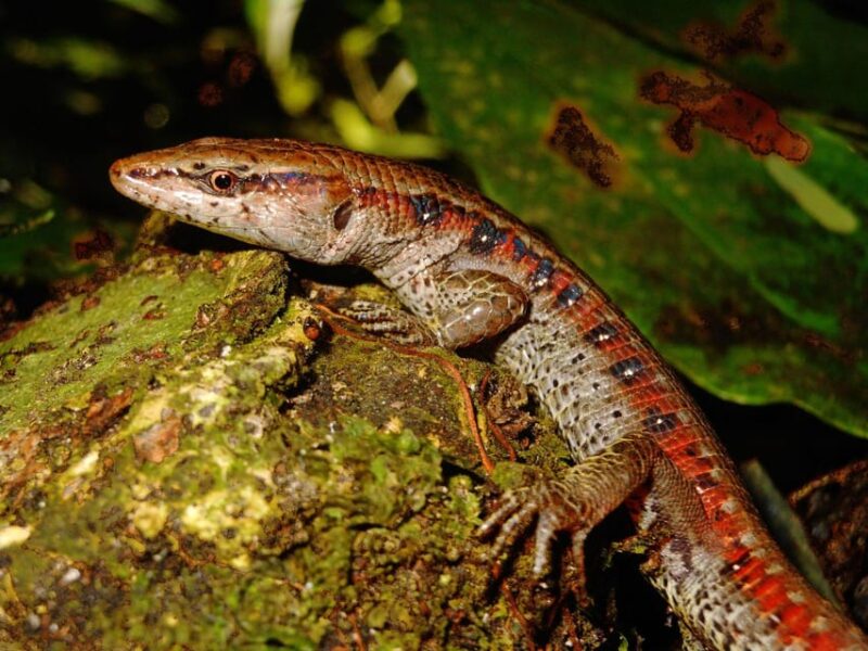 From Iquitos: Amazonas in 4 Days: | Nanay River + Monkeys | - Experience and Cultural Insights