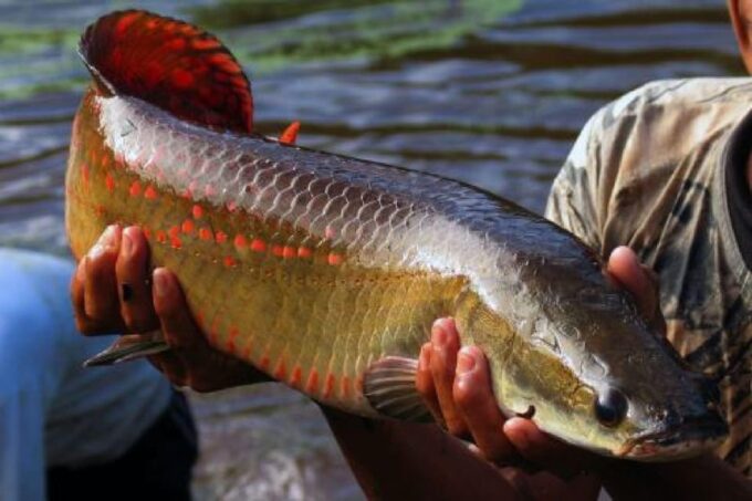 From Iquitos: Amazonas in 4 Days: | Nanay River + Monkeys | - Frequently Asked Questions
