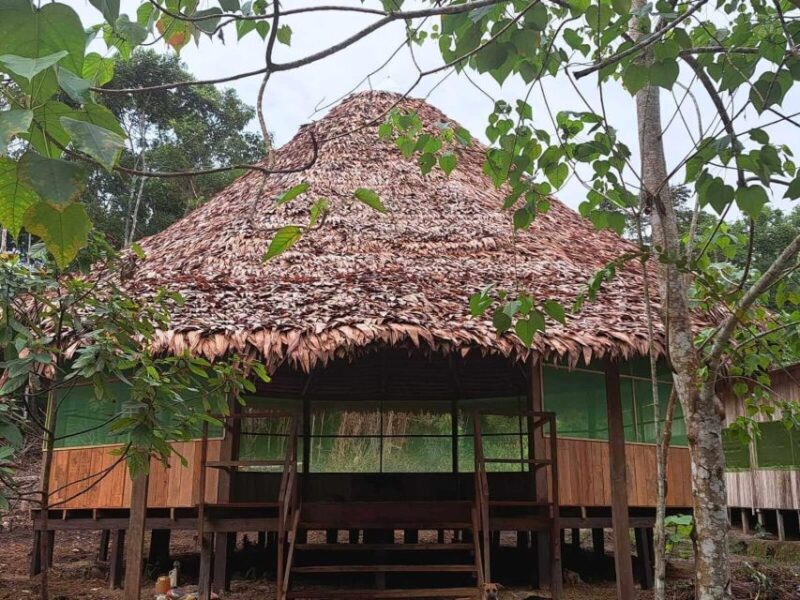 From Iquitos || Ayahuasca Ceremony in Iquitos - for 5 Hours - Preparation and Expectations