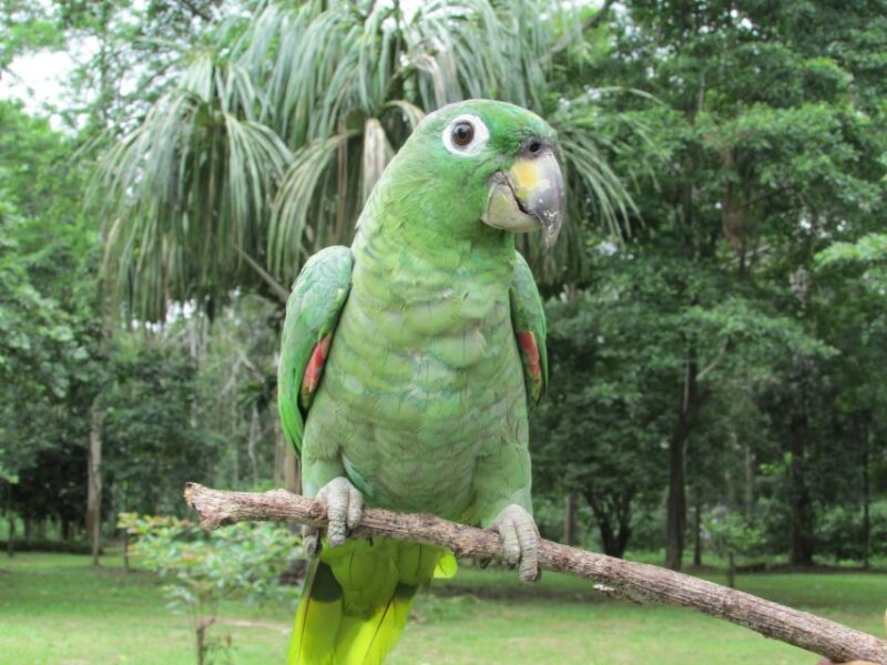 From Iquitos || Excursion to the Monkey Island Full Day || - Key Points
