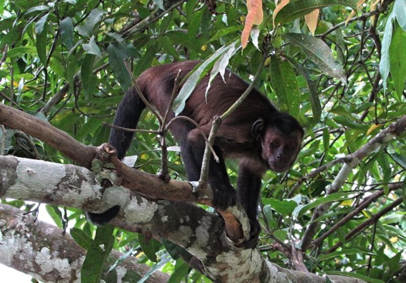 From Iquitos || Excursion to the Monkey Island Full Day || - Itinerary Highlights