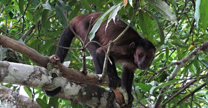 From Iquitos || Excursion to the Monkey Island Full Day || - Monkey Island Experience