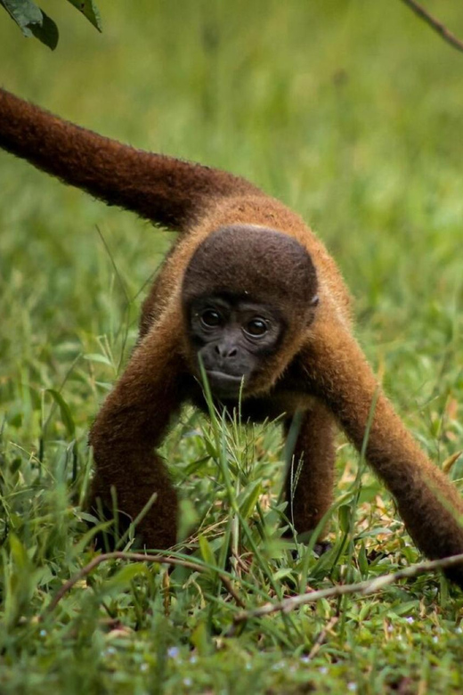From Iquitos: Exploring the Amazon Jungle on a 6-Day Tour - Daily Itinerary