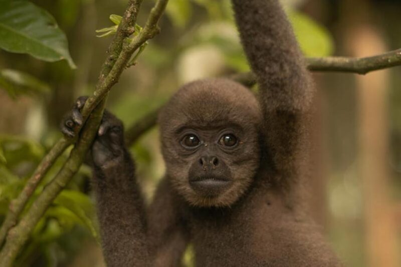 From Iquitos: Exploring the Amazon Jungle on a 6-Day Tour - Entering the Jungle