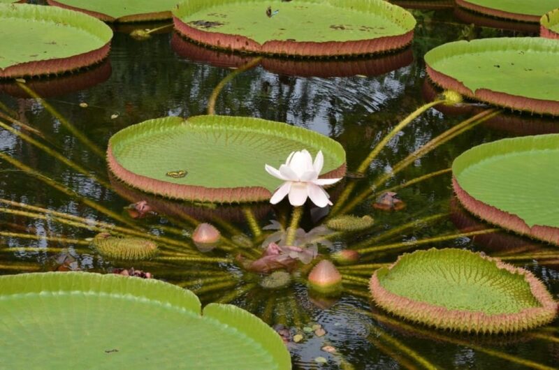 From Iquitos: Exploring the Amazon Jungle on a 6-Day Tour - Experiencing Nature