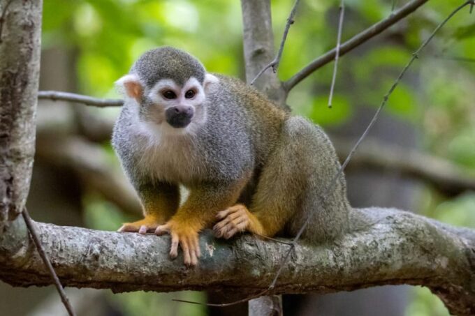 From Iquitos: Exploring the Amazon Jungle on a 6-Day Tour - Adventure in the Amazon Rainforest