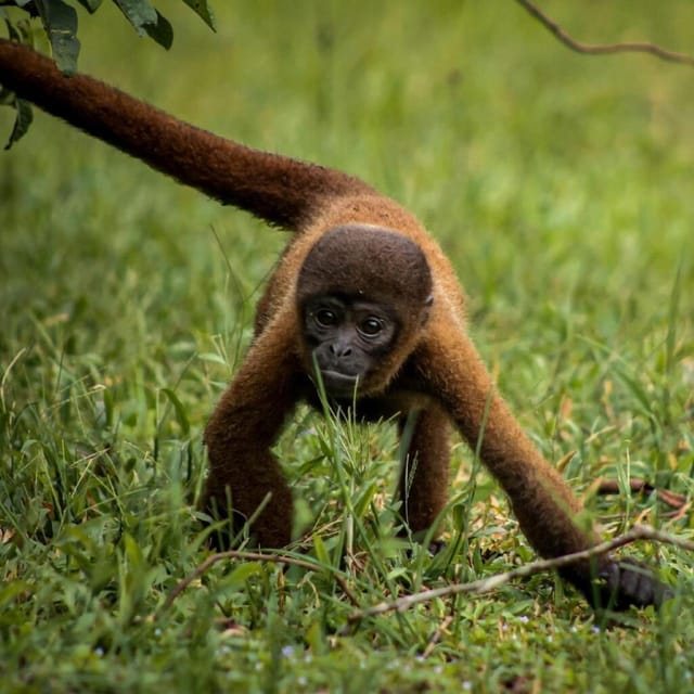 From Iquitos: Exploring the Amazon Jungle on a 6-Day Tour - Exploring Iquitos