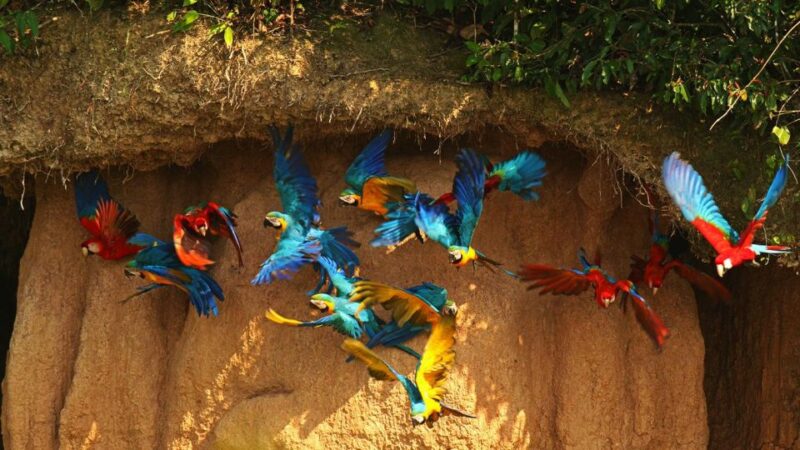From Iquitos: Full Day Tour in the Peruvian Jungle - What to Bring