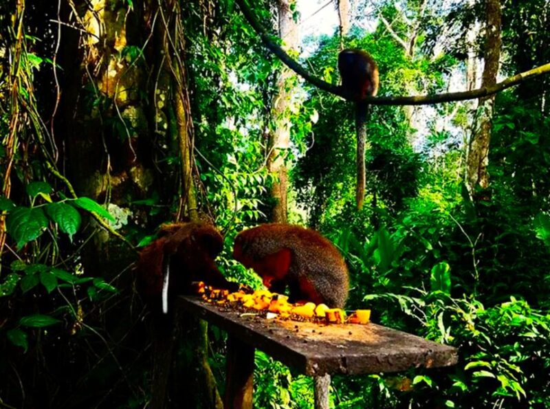 From Iquitos: Full Day Wild Life - Inclusions