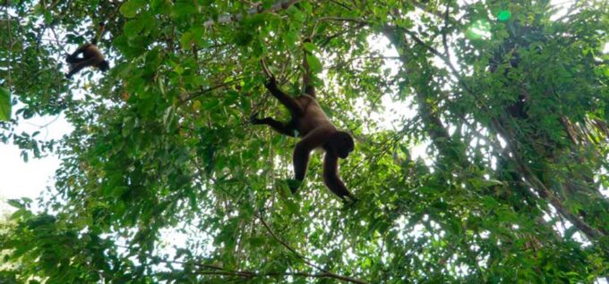 From Iquitos: Full Day Wild Life - Amazon River Navigation