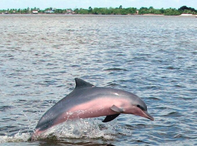 From Iquitos: Full Day Wild Life - Botanical Tour