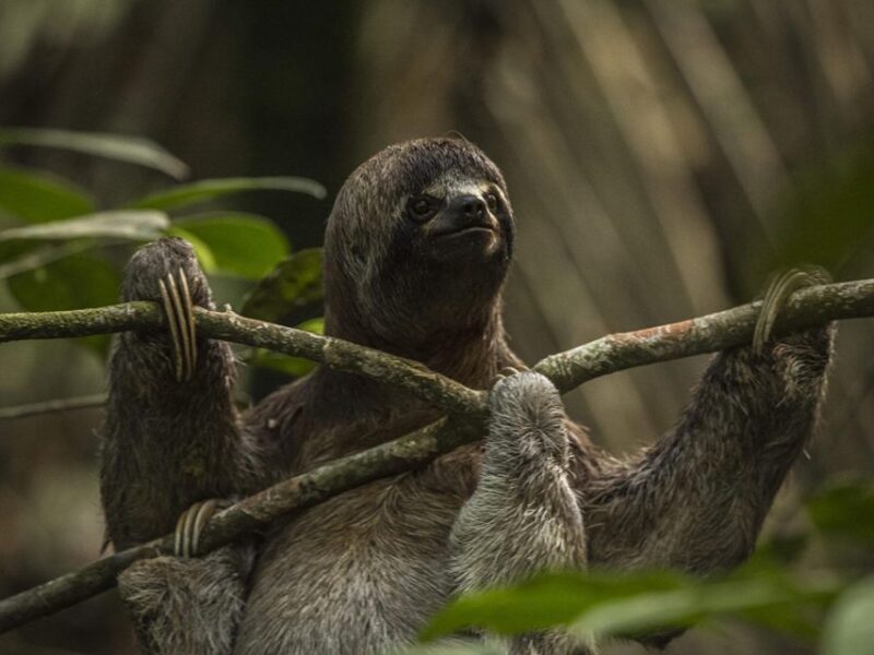 From Iquitos: Full Day Wonderful Wildlife - Wildlife Encounters