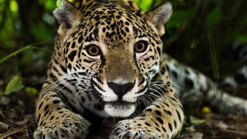 From Iquitos | Jungle Adventure | 3D/2N - Itinerary and Activities