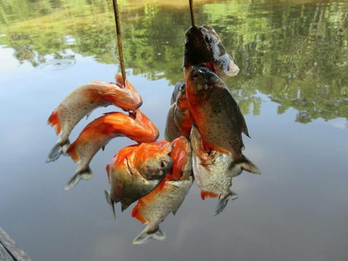 From Iquitos | Jungle Adventure | 3D/2N - Booking and Cancellation