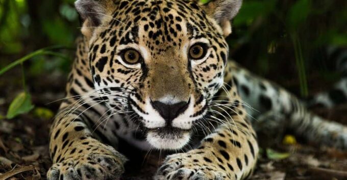 From Iquitos | Jungle Adventure | 3D/2N - Traveler Reviews