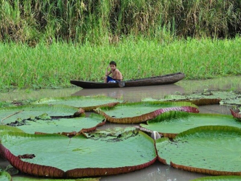 From Iquitos || Navigate the Amazon River - Full Day || - Key Points