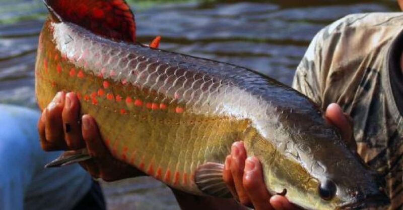 From Iquitos || Northern Amazon Excursion || 4D 3N - Accommodation