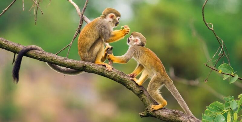 From Iquitos || Northern Amazon Excursion || 4D 3N - Inclusions and Exclusions