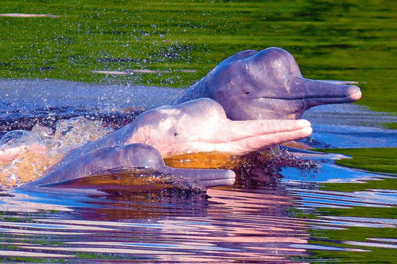 From Iquitos: Pacaya Samiria Expedition 3DAYS and 2nights - Expedition Highlights