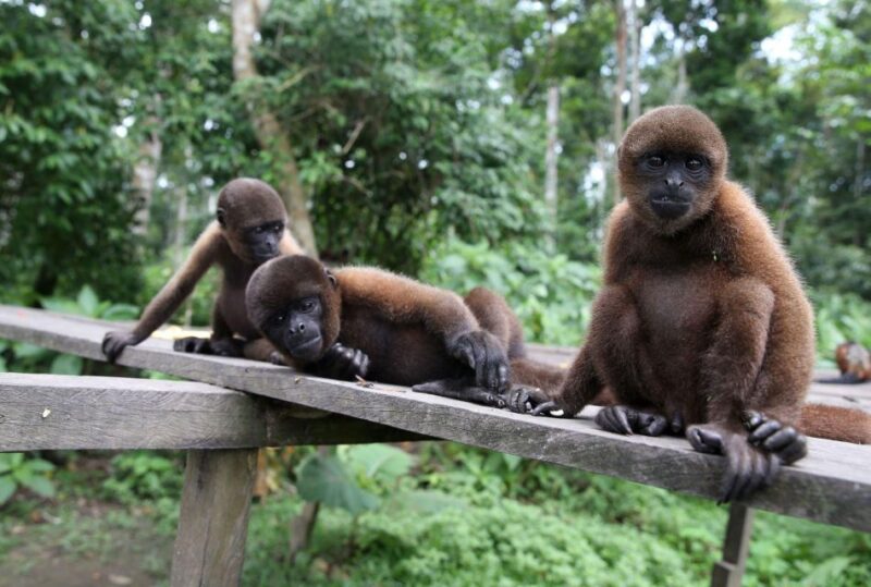 From Iquitos: Private Monkey Island Full Day - Wildlife Encounters