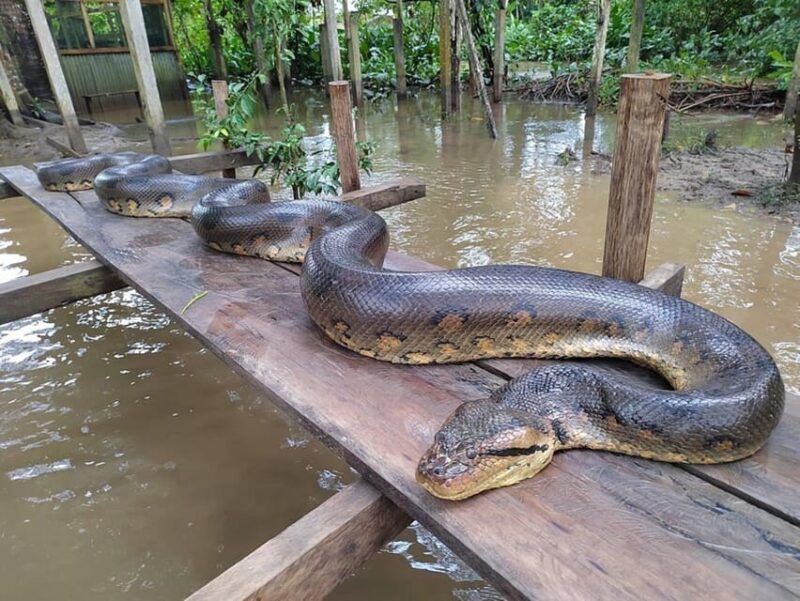 From Iquitos | Sunrise and Sightseeing Tour in 5 Days - Tour Overview and Pricing