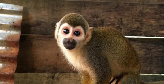 From Iquitos | Sunrise and Sightseeing Tour in 5 Days - Frequently Asked Questions