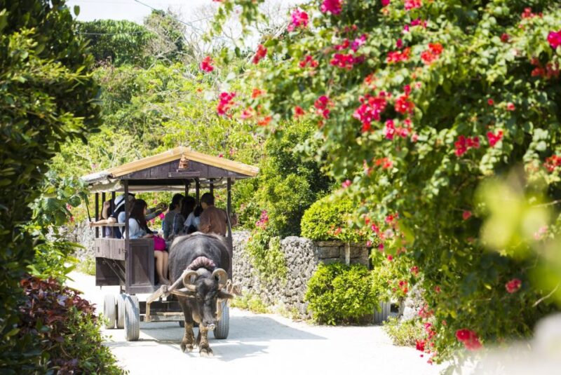From Ishigaki: Hamajima and Taketomi Island Snorkel Trip - Exclusions