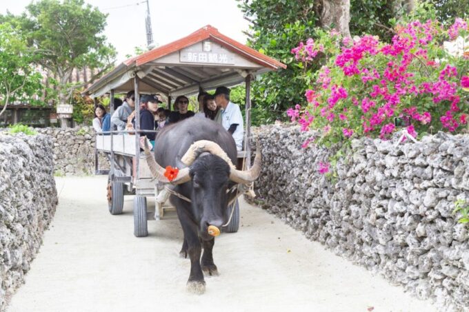 From Ishigaki: Hamajima and Taketomi Island Snorkel Trip - Snorkeling at Okinawa