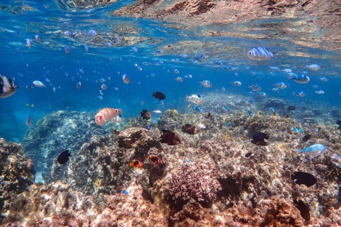From Ishigaki: Hamajima and Taketomi Island Snorkel Trip - Exploring Taketomi Island