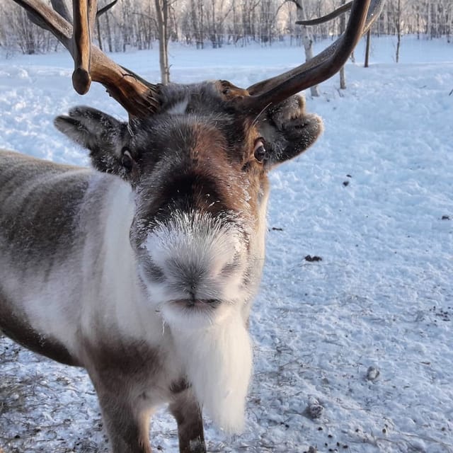 From Ivalo: Ice Fishing Tour to Lake Inari, Including Lunch - How to Book