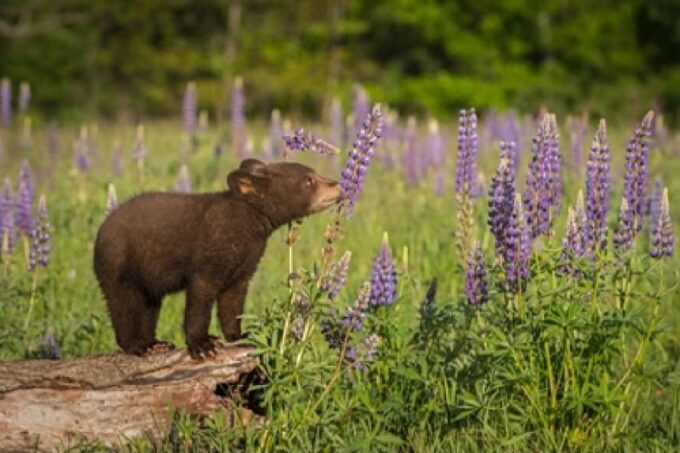 From Jackson: 2-Day Grand Teton and Yellowstone Tour - Participant Restrictions