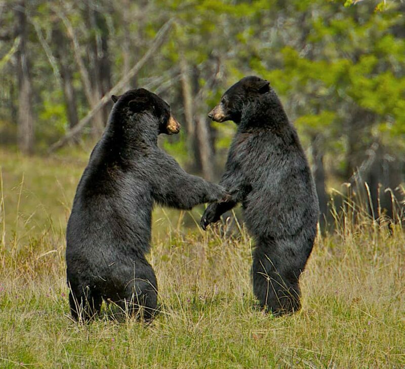 From Jackson: 4-Hour Eco Safari in Grand Teton National Park - The Sum Up