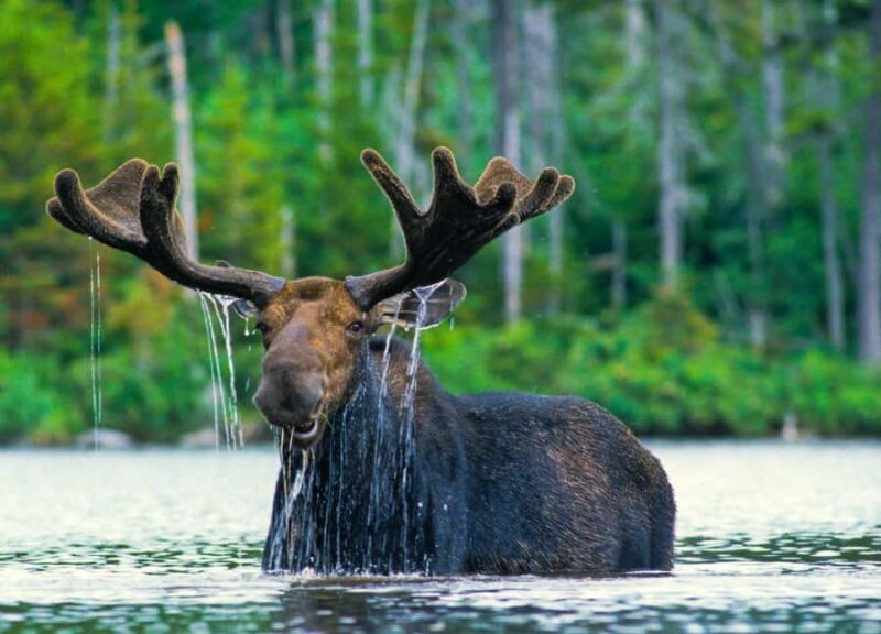 From Jackson: 4-Hour Eco Safari in Grand Teton National Park - FAQ