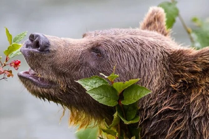 From Jackson: Full-Day Grand Teton Wildlife and Scenery Tour With Lunch - Cancellation and Refund Policy