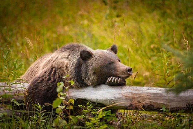 From Jackson: Full-Day Grand Teton Wildlife and Scenery Tour With Lunch - Wildlife Viewing Opportunities