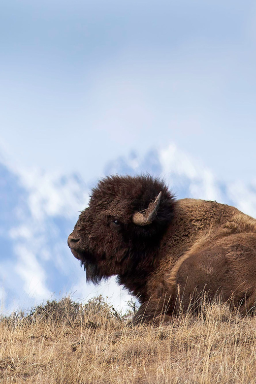 From Jackson: Grand Teton Sunset and Sightseeing Tour - Key Points