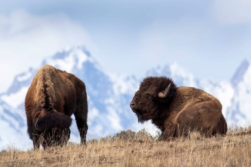 From Jackson: Grand Teton Sunset and Sightseeing Tour - Explore Grand Tetons Scenery