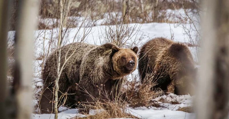 From Jackson: Grand Teton Sunset and Sightseeing Tour - Learning From Naturalist Guides