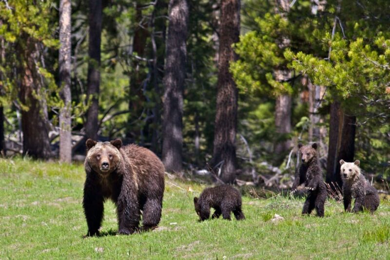 From Jackson: Grand Teton Sunset and Sightseeing Tour - Spotting Wildlife in the Ecosystem