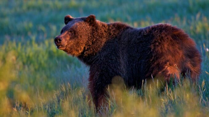 From Jackson: Grand Teton Sunset and Sightseeing Tour - Frequently Asked Questions