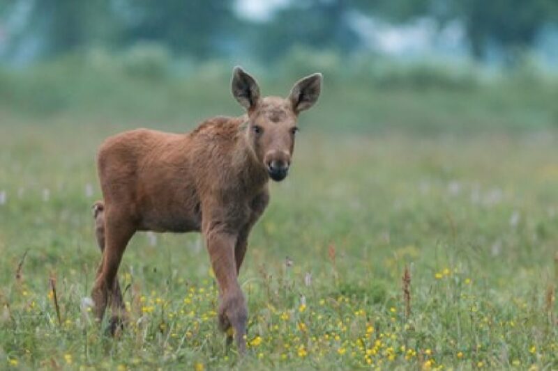 From Jackson: Grand Teton Wildlife & Scenery Tour With Lunch - Inclusions