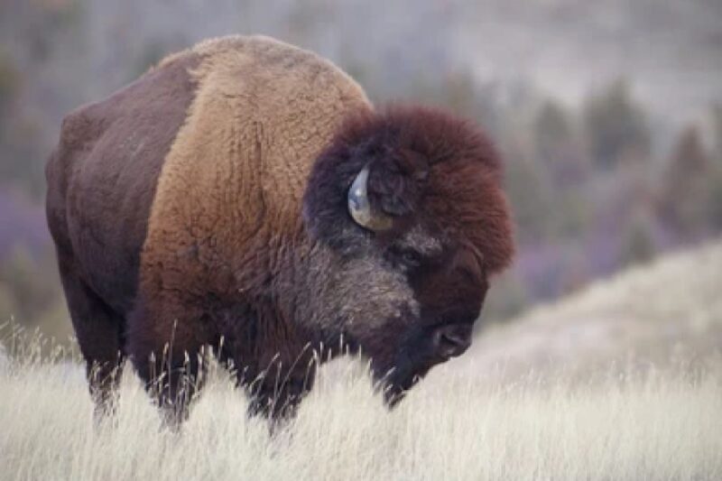 From Jackson: Grand Teton Wildlife & Scenery Tour With Lunch - Participant Information