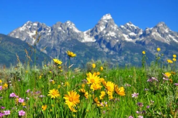 From Jackson: Grand Teton Wildlife & Scenery Tour With Lunch - Tour Duration and Pricing